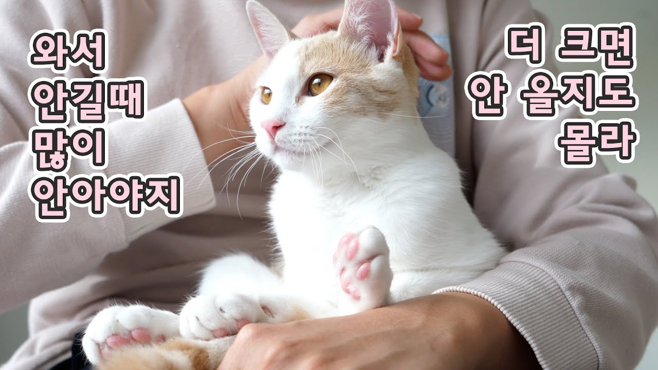 내 고양이 내품에서 잘때 많이 재워야지 더 크면 안 올지도 몰라