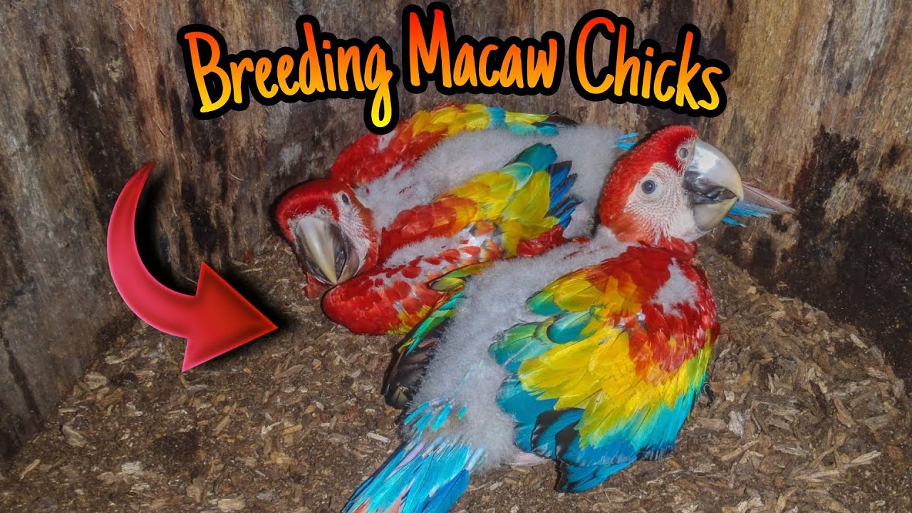How to breed Macaw Parrots: A Complete Guide