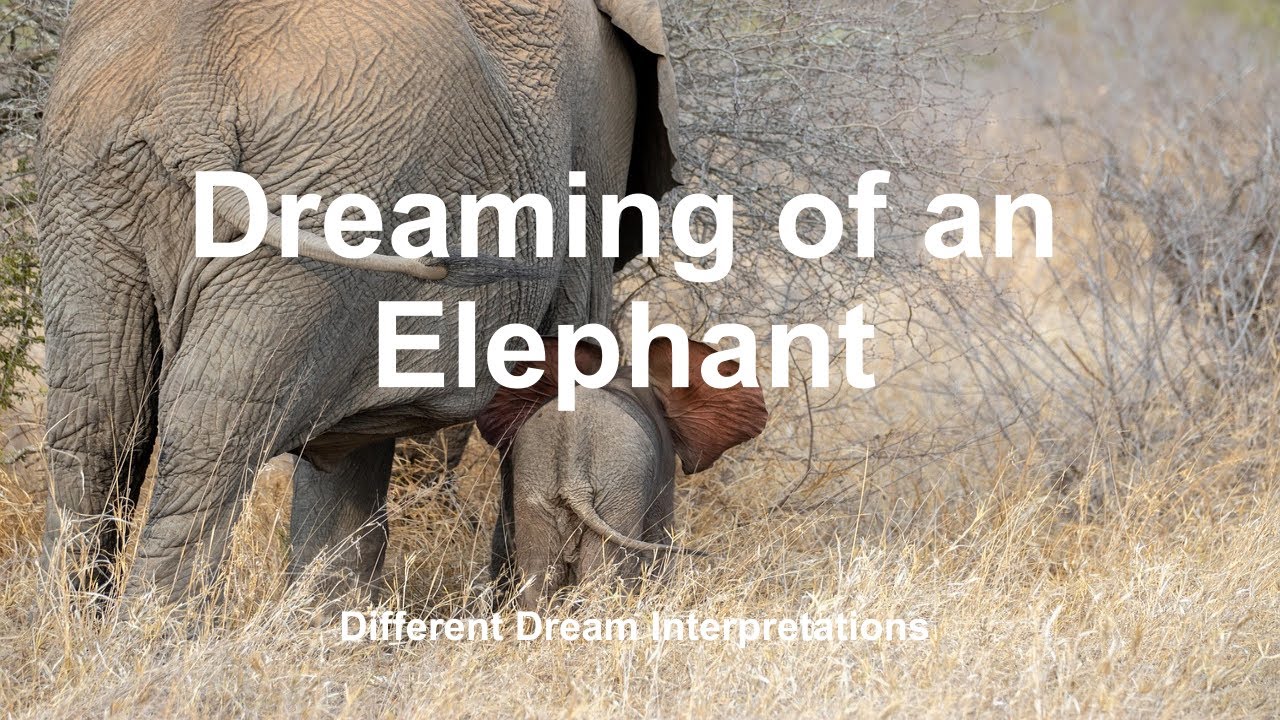 Dreaming of an Elephant - Dream Interpretations