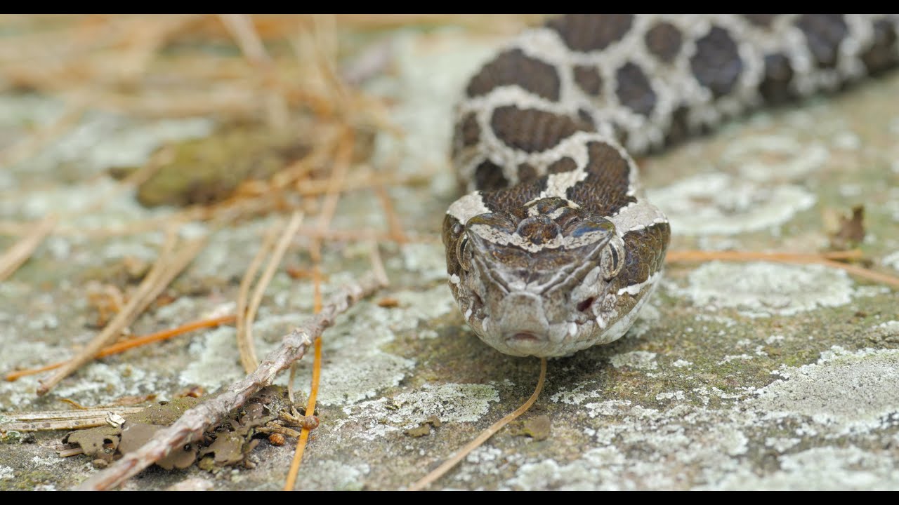 The Science in Saving the Massasauga Rattlesnake