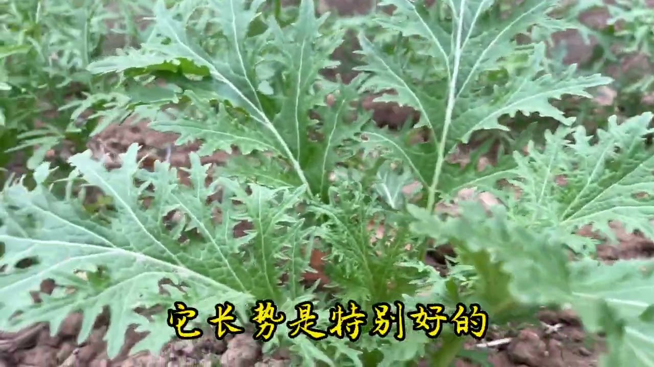 详细分享家庭种植雪里蕻管理方法，虫害少耐寒种植简单长势快又好