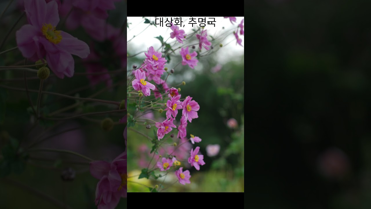 대상화, 추명국 20260316