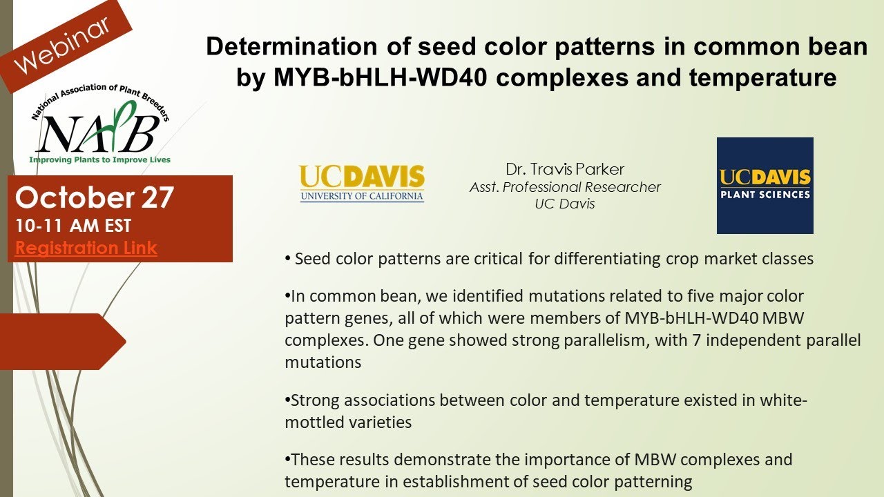 Determination of seed color patterns in common bean by MYB-bHLH-WD40 complexes and temperature