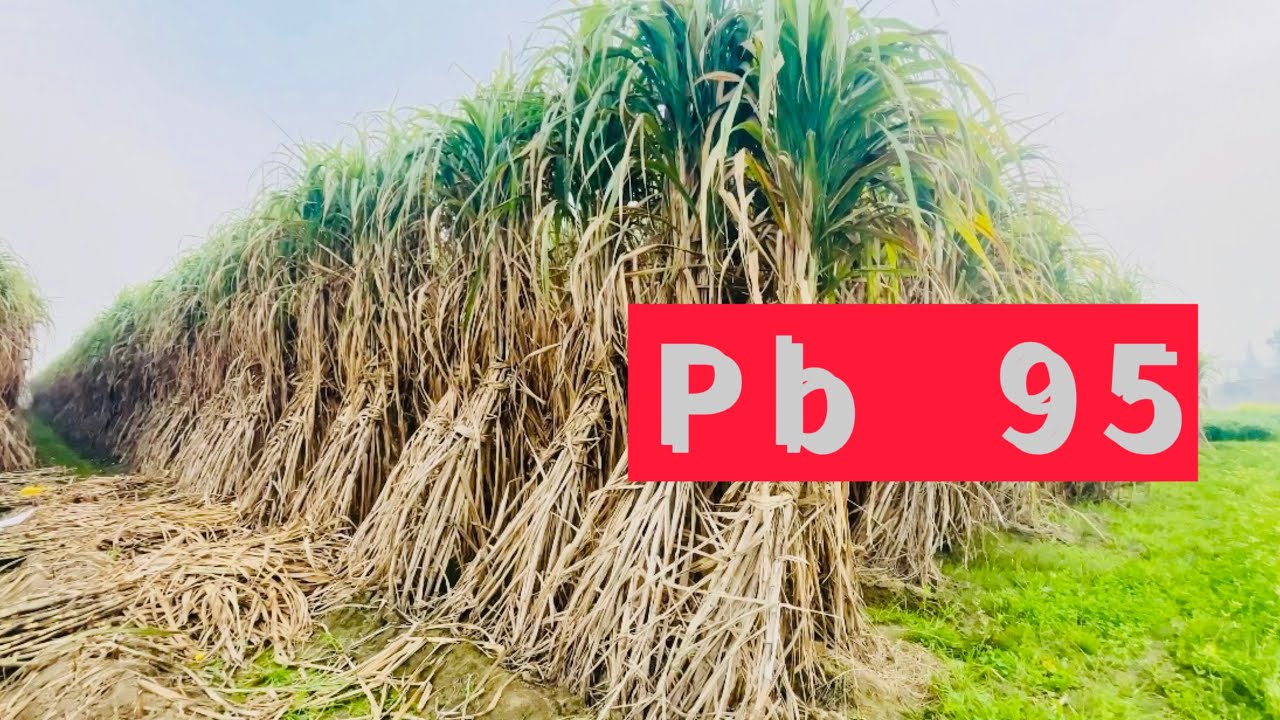 Pb 95 sugarcane variety. Viral videos. Sugarcane farming in Punjab