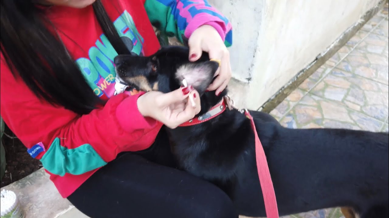 Dog Ear Cleaning for the First time | Meow Family