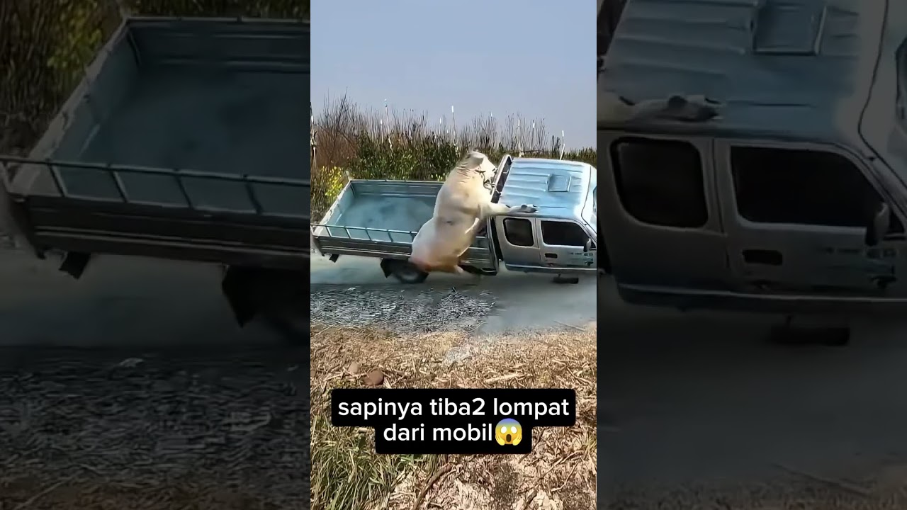 Sapi jatuh dari mobil #funny #music #shortvideo #sapi