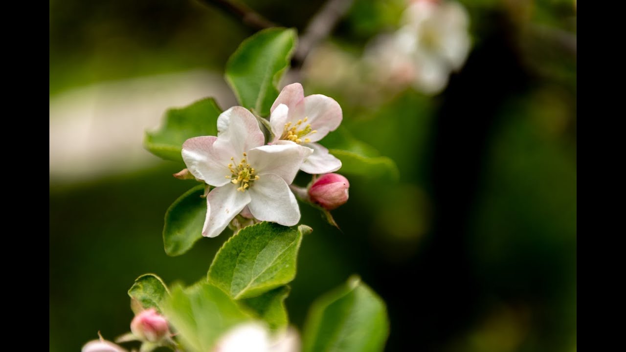 Spring mood, spring vibe, relaxation  piano.