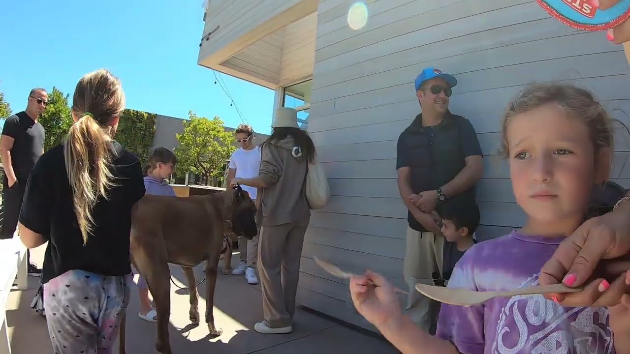 Cash 2.0 Great Dane meeting new people in Malibu 20