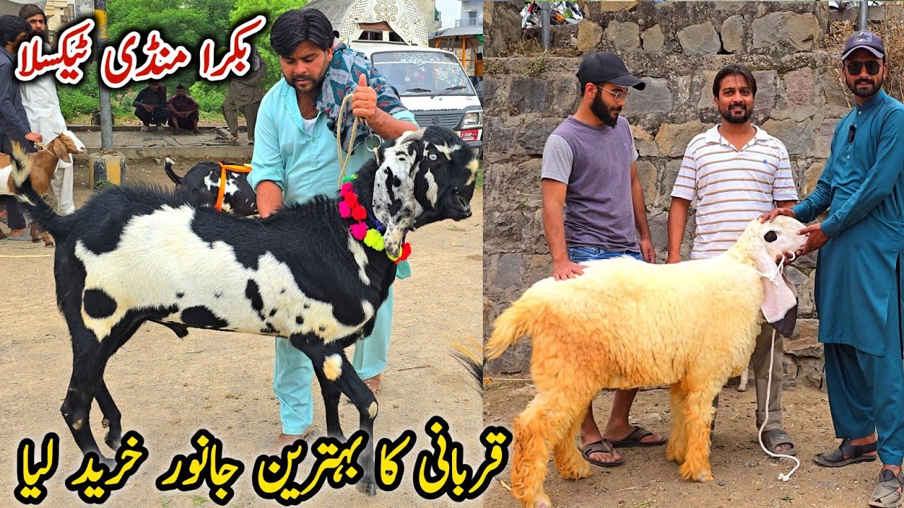 Friday Taxila Bakra Mandi Latest Update 2 May 2025 | Qurbani Bakra Eid Naseeb Ka Soda