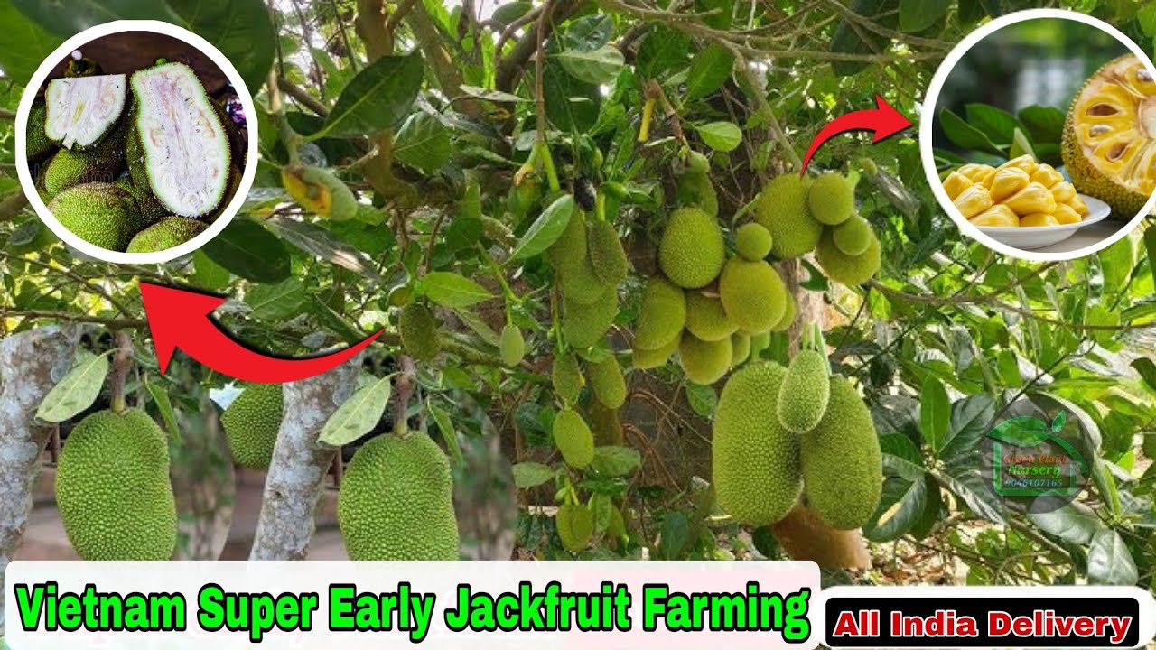 VIETNAM SUPER EARLY JACKFRUIT PLANT FARMING || ALL OVER INDIA DELIVERY || CONTACT NUMBER☎️9046107165