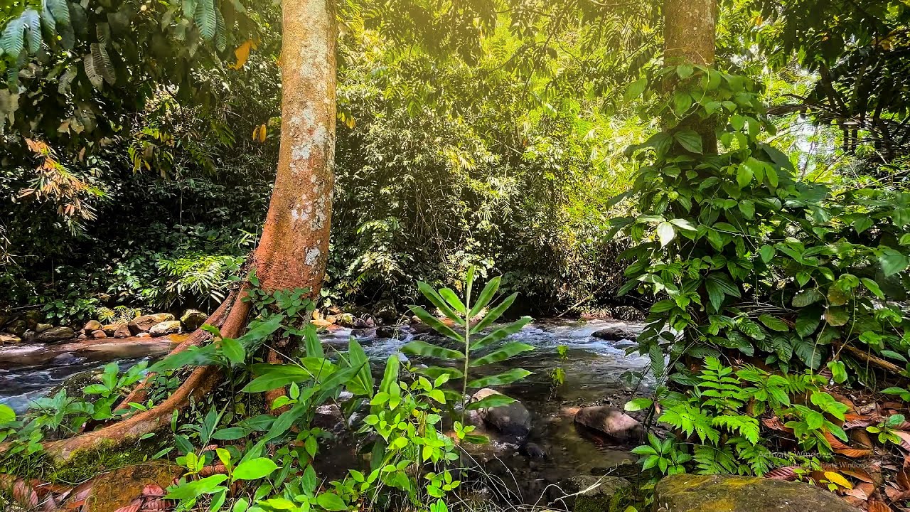 Forest River Nature Sounds - Gentle Stream with Birdsong | 4K Relaxing Nature Ambience for Sleep