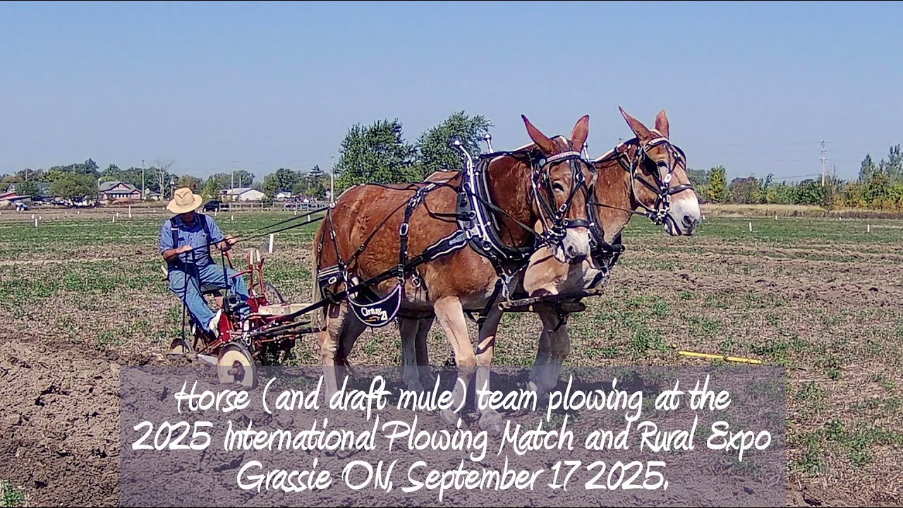 250917 #IPM2025 Horse Plowing
