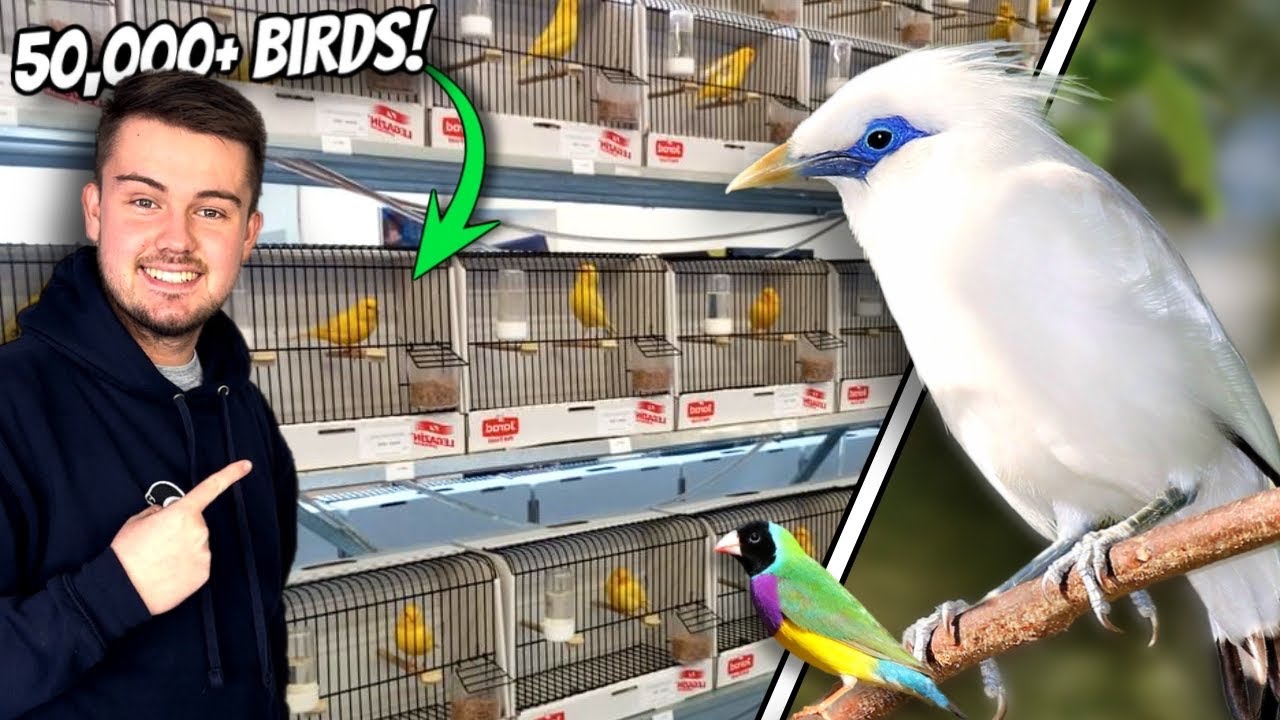 GIANT Exotic Bird Sale in the UK - Newark 2024