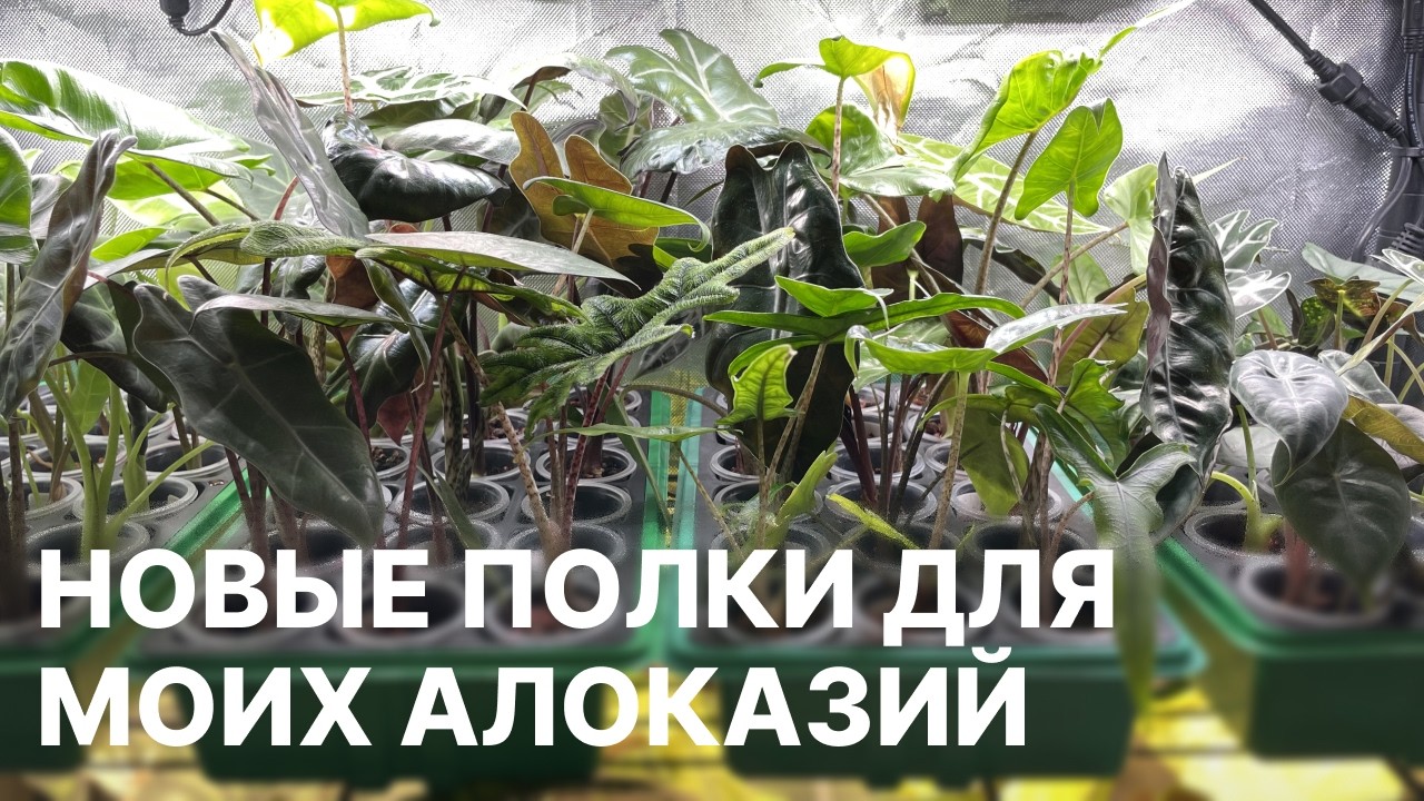 Новый стеллаж с мощными лампами для моих Алоказий