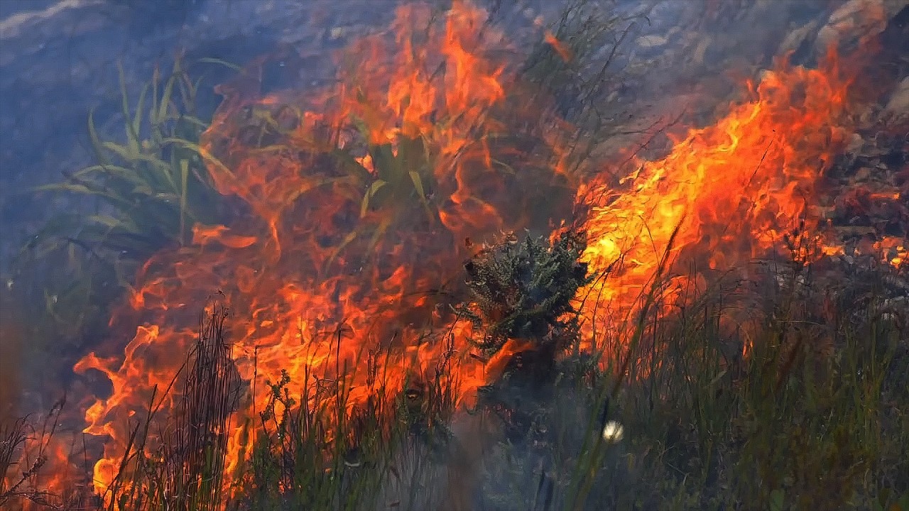 Wildfire: The Increasing Threat to Our Planet | Anatomy of a Wildfire