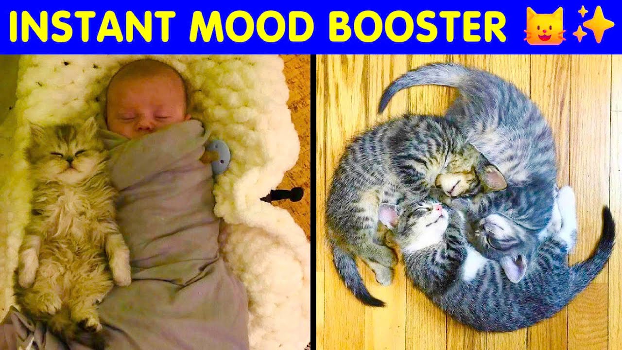The Cutest Wholesome Cat Posts To Lift Your Mood 🐱✨