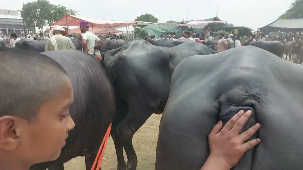 Madhiyai Pashu Mandi | Murra Buffalo | Sale Haryana bhes | Bakdi Bhens | Meerut Mandi 