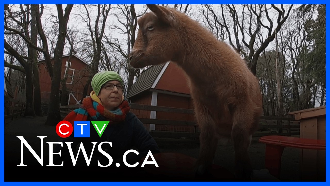 Sawatsky Sign-Off: Goat helper