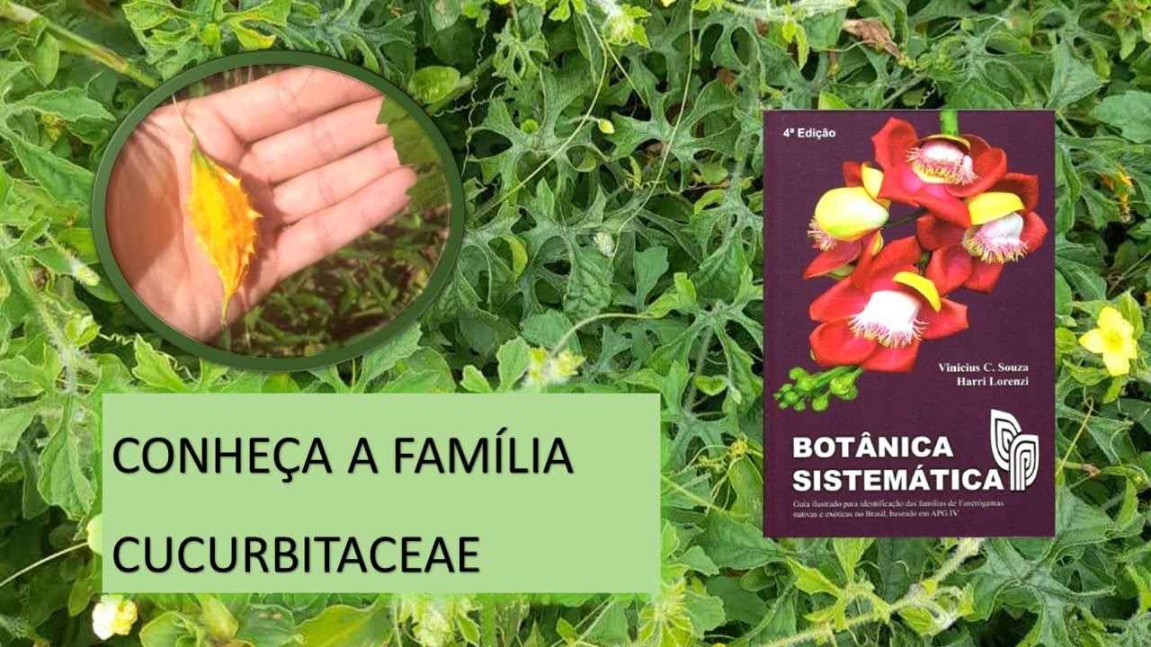 CUCURBITACEAE: MELÃO-DE-SÃO-CAETANO E BUCHA
