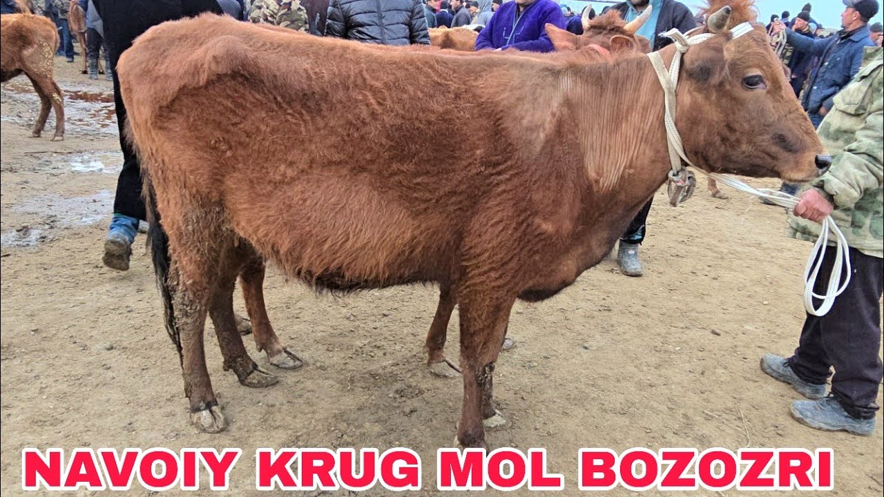 Navoiy krug mol bozozri ona bola va bo'g'oz g'unojinlar narxlari 15 марта 2026 г.