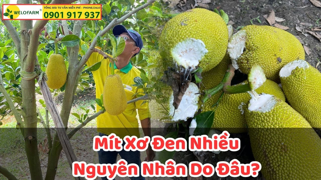 Vườn Mít Bị Xơ Đen Hàng Loạt - Nguyên Nhân Do Đâu ?