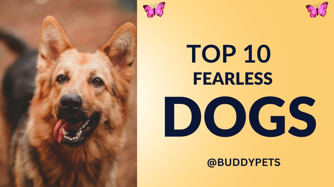Top 10 Fearless Dogs in the World | Fearless Dog Breeds | Most Dangerous Guard Dogs @BuddyPets