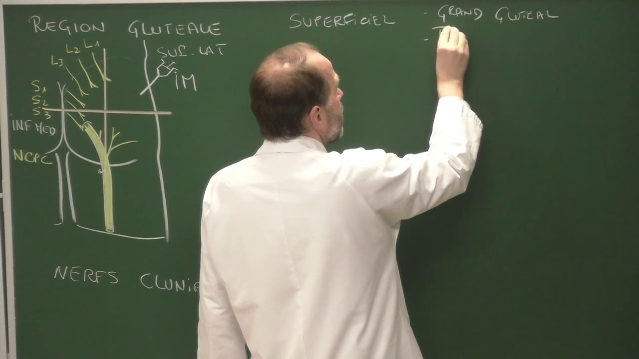 MI 4 : Anatomie de la région glutéale ou fessière [Muscles of the gluteal region]