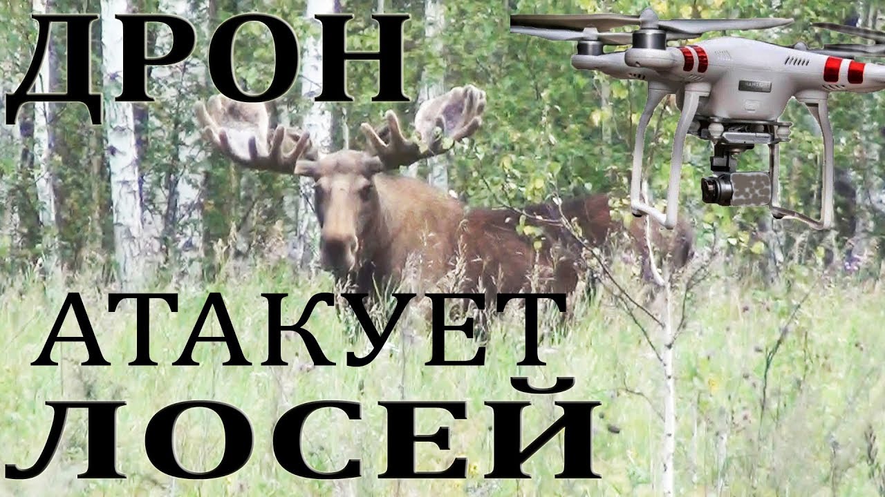 Дрон атакует лосей.