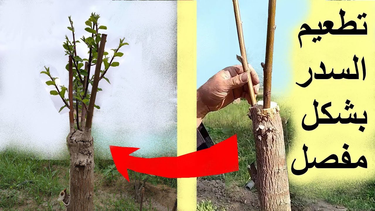 تركيب(تطعيم) السدر فيديو تعليمي من البداية حتى نجاح التطعيم