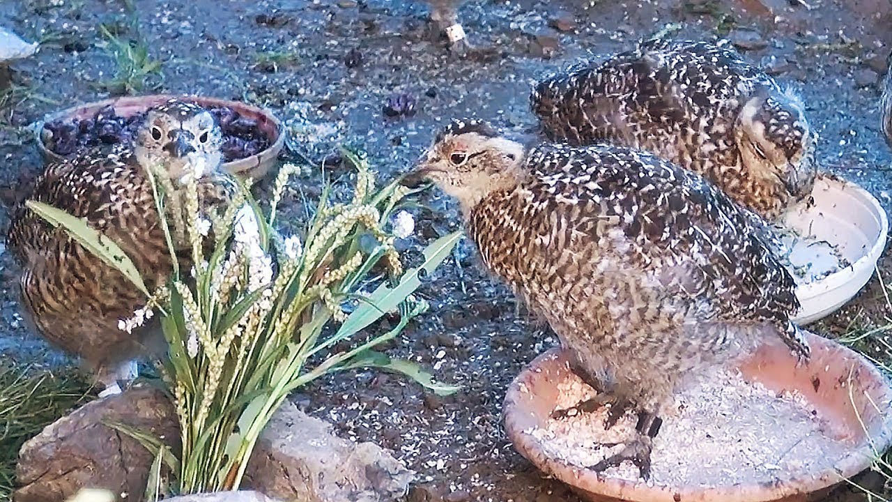 ライチョウ家族を見守り飼育　南アルプスの北岳周辺