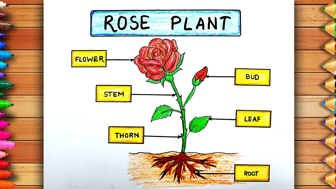 Easy Parts of A Rose Plant Drawing | Parts of Plants Diagram | Labelled Diagram of Parts of Plants