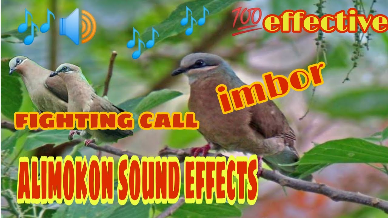 alimokon sound effects||fighting call/imbor white eared-brown dove