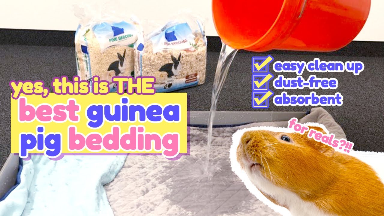 Best Bedding For Guinea Pigs | GuineaDad
