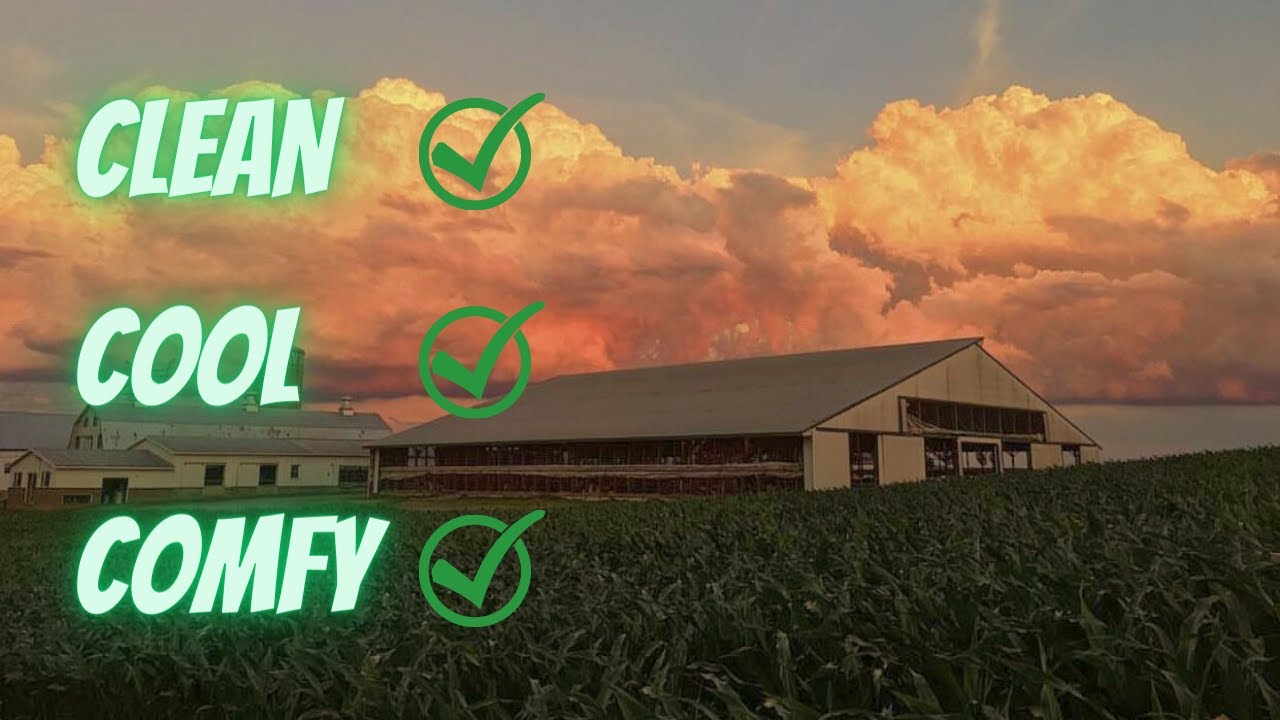 All About Dairy Cow Barns