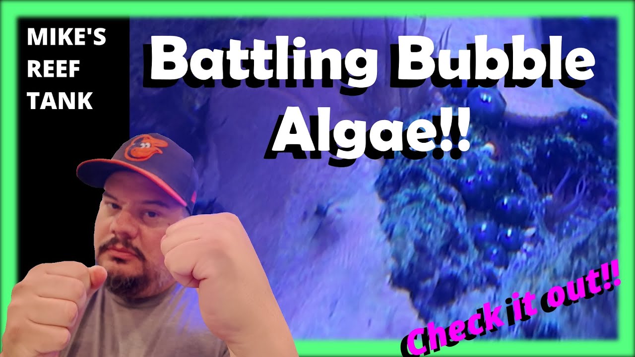 How to Remove Bubble Algae Naturally- No Chemicals, No Hassle!