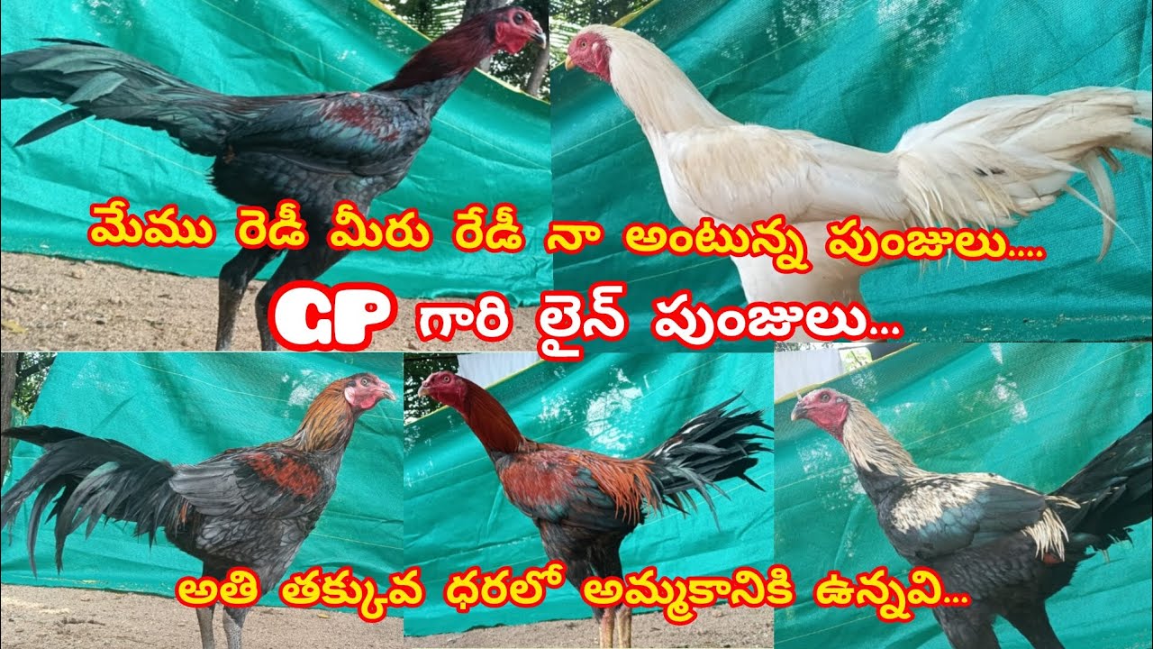 టు టాప్ #/క్వాలిటీ👌బిగ్ రేంజ్ పుంజులు అమ్మకానికి ఉన్నవి అతి తక్కువ ధరలో#/... 👍