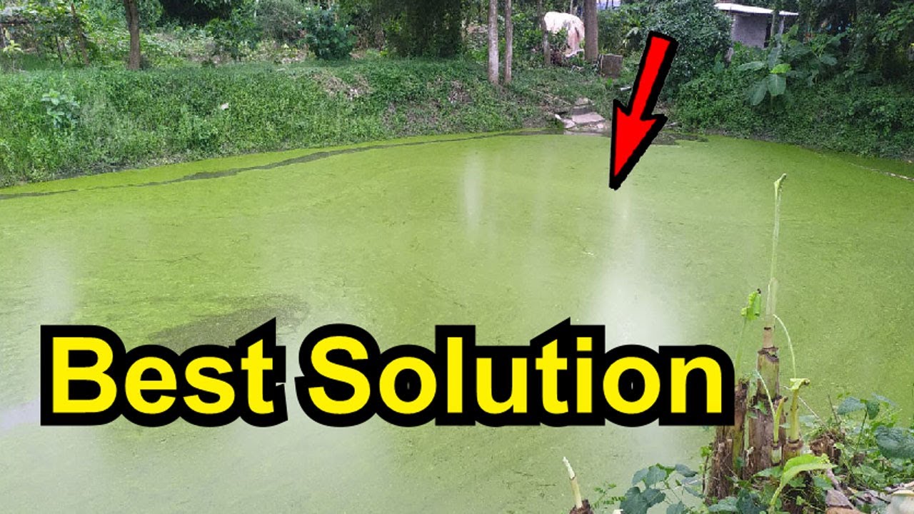 Machli Ko Jaisa Paani Chahiye, Waisa Paani Karna Ka Sabse Simple Solution