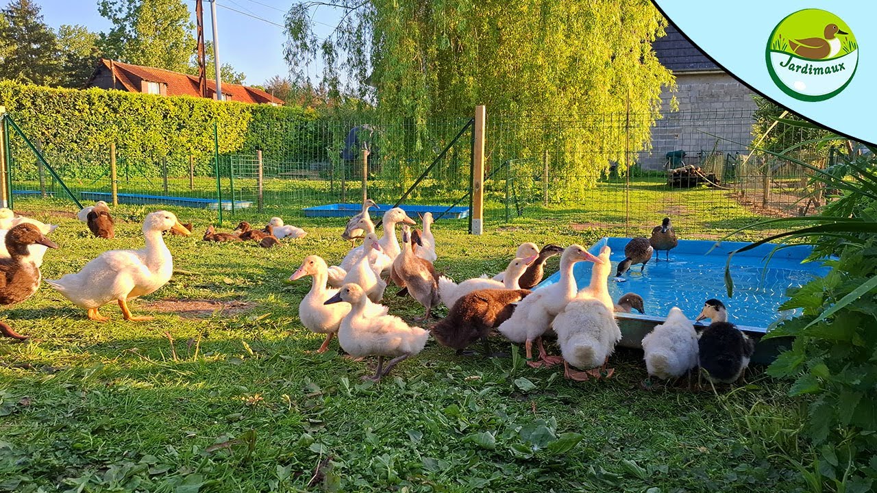 NOUVELLE DE L'ÉLEVAGE ET PRÉSENTATION DES NOUVEAUX PARCS ! 😍🦆