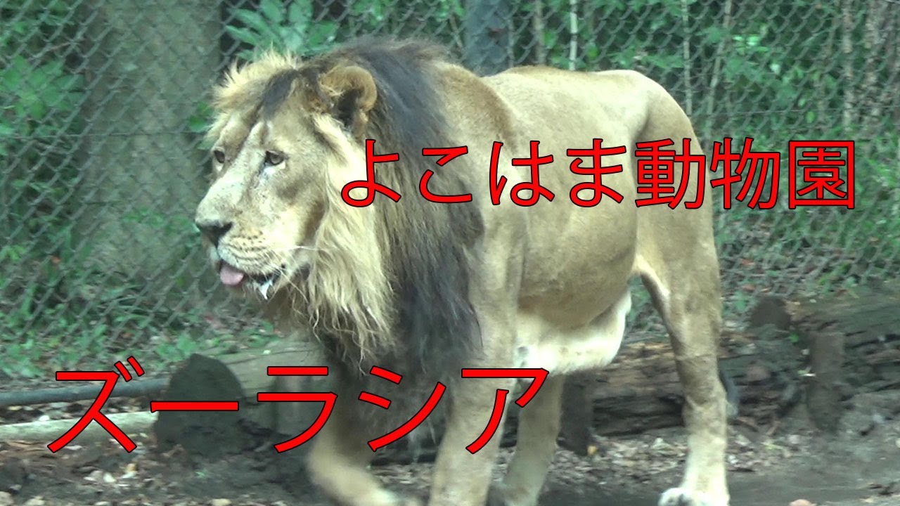 【神奈川観光デートスポット】よこはま動物園 ズーラシアに2023年3月27日の桜咲く春に行ってきた！【神奈川県横浜市旭区上白根町】