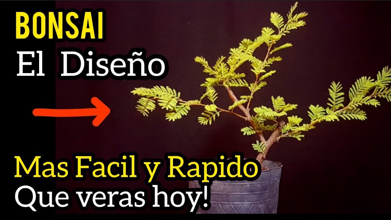 COMO hacer un BONSAI/HOY UN  DISEÑO muy  FÁCIL👍 Espinillo LO QUE NECESITAS SABER EN SU PRIMER DISEÑO