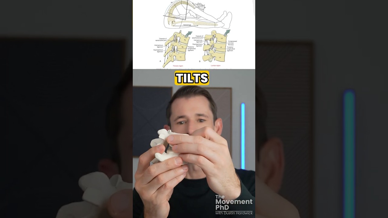 Arthrokinematics of Lumbar Spine Flexion