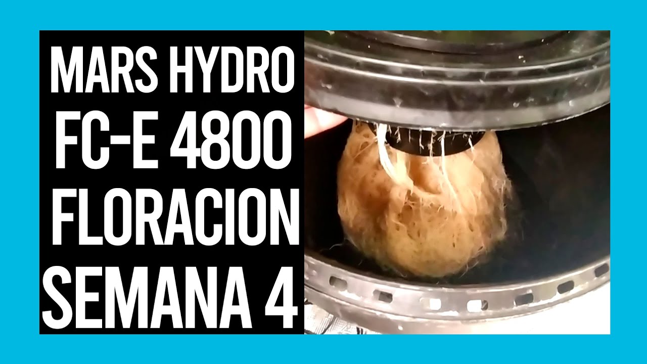 SEGUIMIENTO FC-E 4800 FLORACION SEMANA 4
