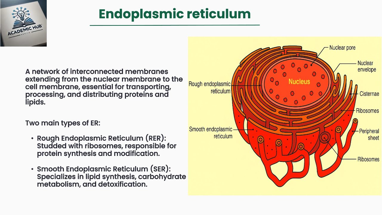 The Endoplasmic Reticulum (ER): Structure, Function & Role in Disease | Cell Biology Explained