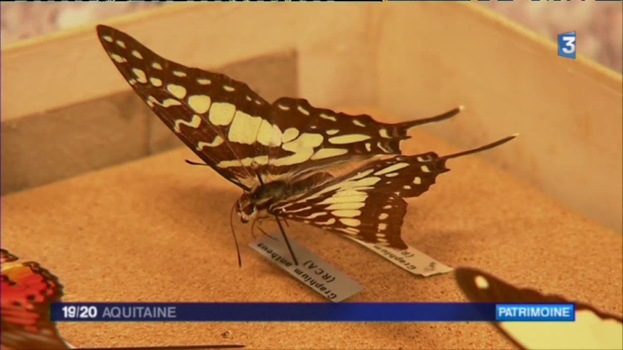 Les papillons de Bordeaux