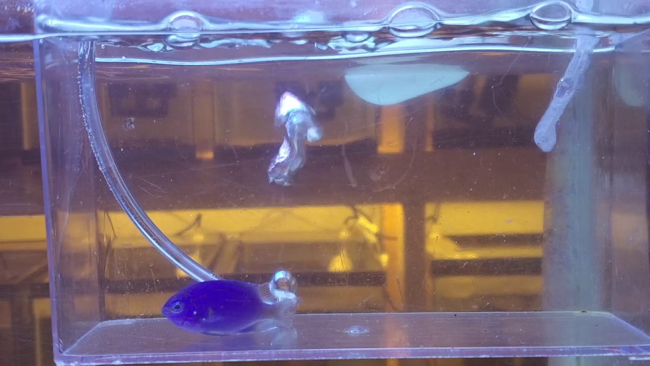 Freshwater Dipping A Saltwater Fish - In Real Time - Adding A New Fish 🆒