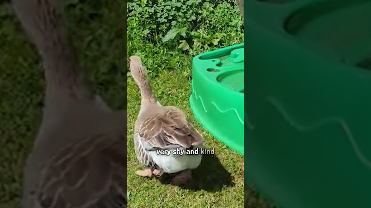 Goose 