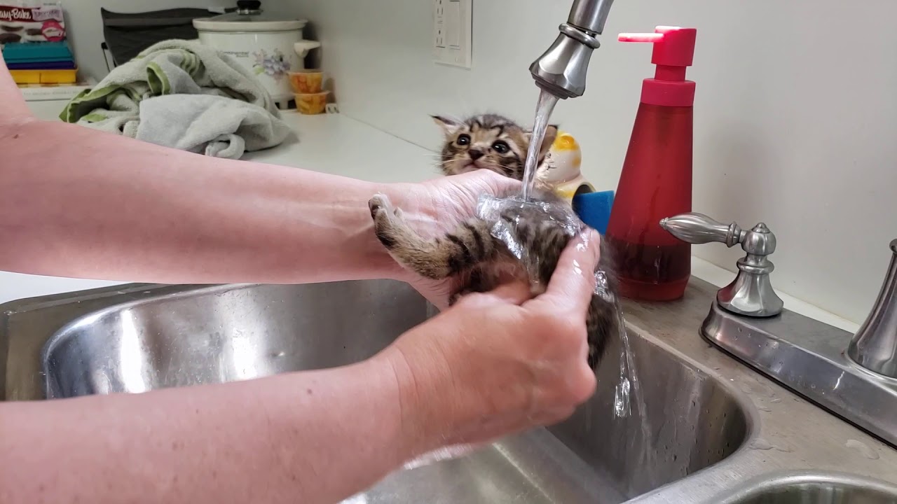 Constipated Kitten Help - The Triangle Method