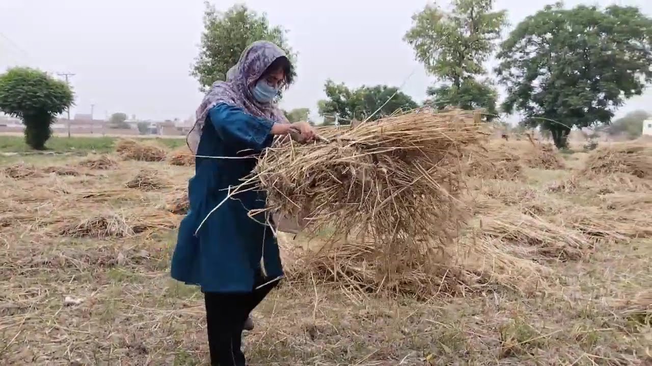 Gandm price today 2023|Wheat price today pakistan|Gandm ka rate 2023|