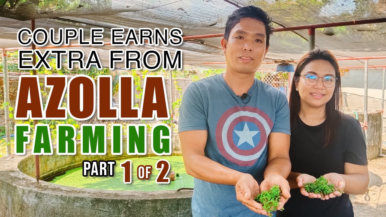 AMAZING AZOLLA FARMING | MAY PERA SA AZOLLA: MAG-ASAWA, KUMIKITA NG EXTRA 5K SA PAG-AALAGA NG AZOLLA