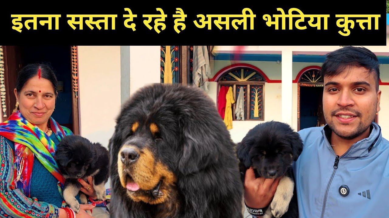 इतना सस्ता दे रहे है असली भोटिया कुत्ता || Pahadi lifestyle vlog 